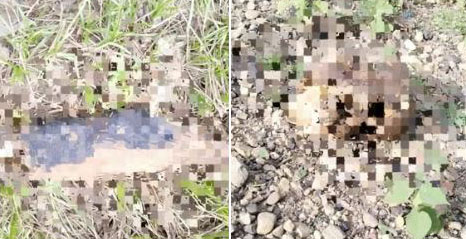 Hallaron restos humanos en alto grado de descomposición que posiblemente serían de dos personas. Un brazo tiene un tatuaje.