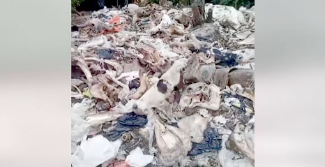 En zona rural del municipio de Pasto, Nariño, hallaron un matadero de ganado clandestino. Autoridades buscan a los responsables.